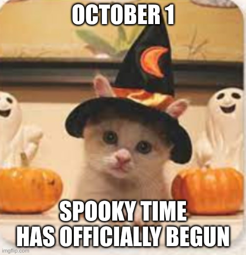 halloween! | OCTOBER 1; SPOOKY TIME HAS OFFICIALLY BEGUN | image tagged in halloween,cat | made w/ Imgflip meme maker