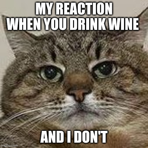 My reaction when you drink wine and I don't | MY REACTION WHEN YOU DRINK WINE; AND I DON'T | image tagged in stepan cat,wine,reaction | made w/ Imgflip meme maker