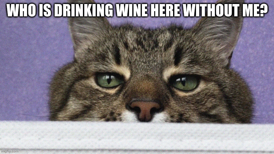 Who is drinking wine here without me? | WHO IS DRINKING WINE HERE WITHOUT ME? | image tagged in stepan cat,wine | made w/ Imgflip meme maker