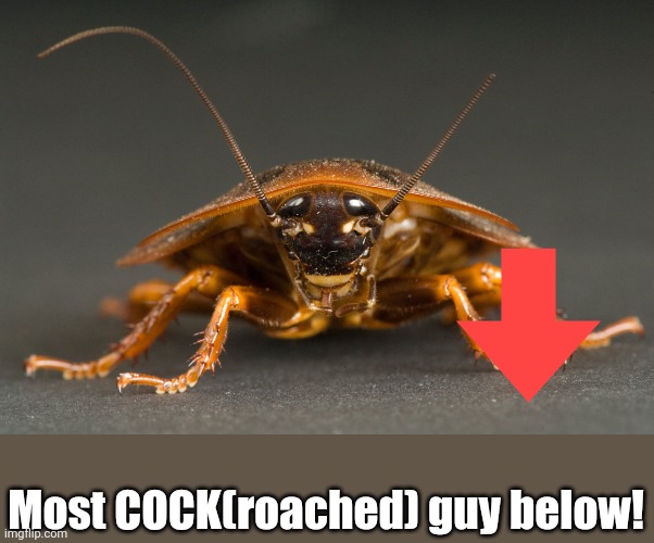 Cockroach | Most COCK(roached) guy below! | image tagged in cockroach | made w/ Imgflip meme maker