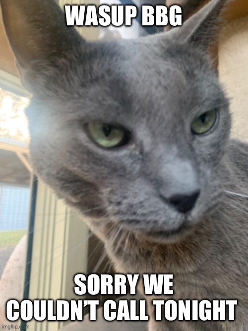 This cat knows. | WASUP BBG; SORRY WE COULDN’T CALL TONIGHT | image tagged in cat | made w/ Imgflip meme maker