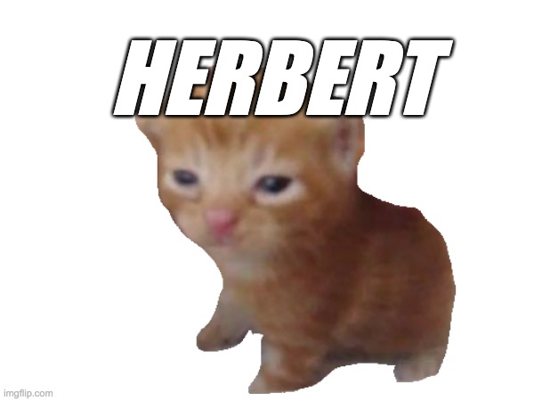 HERBERT | HERBERT | image tagged in herbert,cat,cats,amazing,talent | made w/ Imgflip meme maker