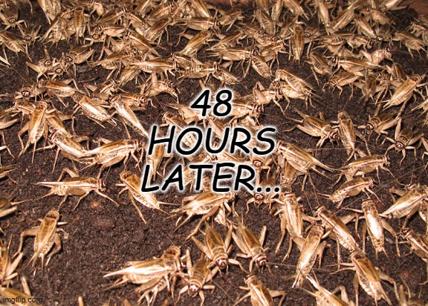 crickets | 48 HOURS LATER... | image tagged in crickets | made w/ Imgflip meme maker