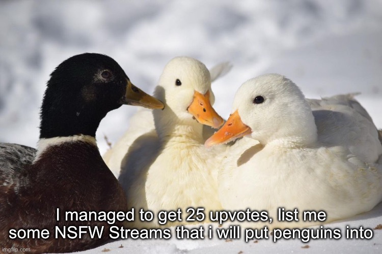 Dunkin Ducks | I managed to get 25 upvotes, list me some NSFW Streams that i will put penguins into | image tagged in dunkin ducks | made w/ Imgflip meme maker