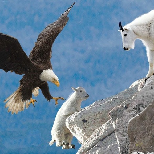 High Quality eagle vs mountain goat Blank Meme Template