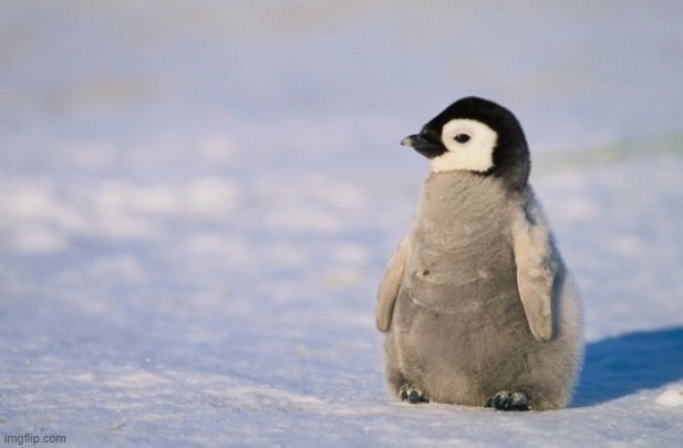 aww | image tagged in baby penguin,aww | made w/ Imgflip meme maker