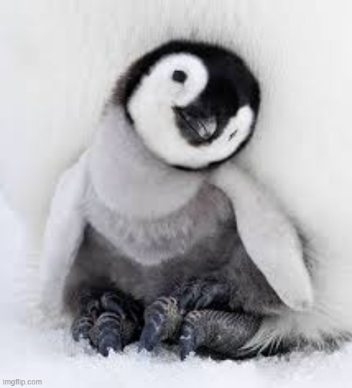 So cute. | image tagged in baby penguin | made w/ Imgflip meme maker