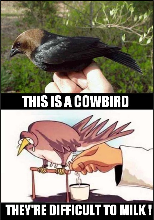 Amazing Nature ! | THIS IS A COWBIRD; THEY'RE DIFFICULT TO MILK ! | image tagged in birds,cows,milking | made w/ Imgflip meme maker