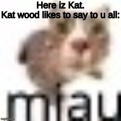Idk what I was doing, but I did it anyways! | Here iz Kat.
Kat wood likes to say to u all: | image tagged in miau very small,kitten | made w/ Imgflip meme maker