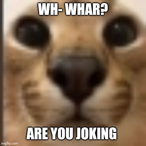 Whar | WH- WHAR? ARE YOU JOKING | image tagged in whar | made w/ Imgflip meme maker