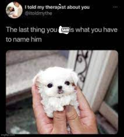 what the name | SAID | image tagged in what the name | made w/ Imgflip meme maker