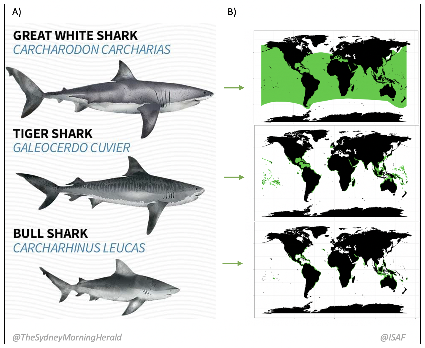 Great White Shark, Tiger Shark, Bull Shark Blank Meme Template