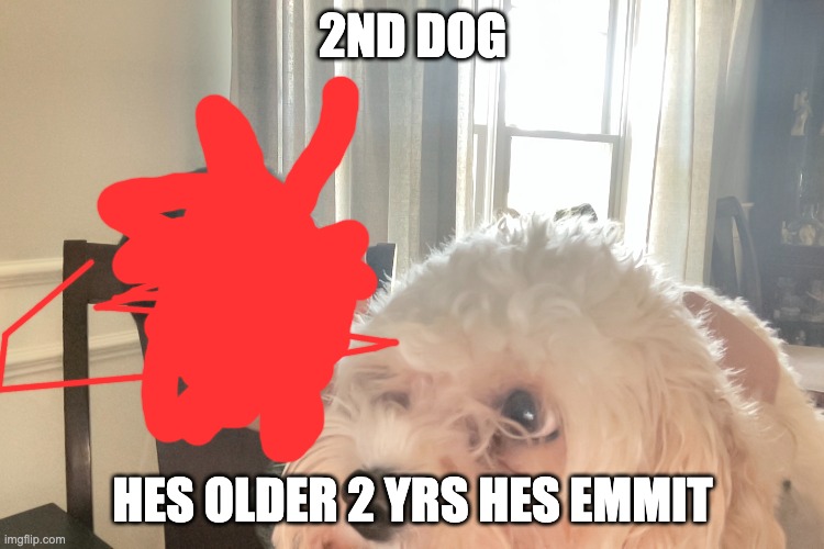 2ND DOG; HES OLDER 2 YRS HES EMMIT | made w/ Imgflip meme maker