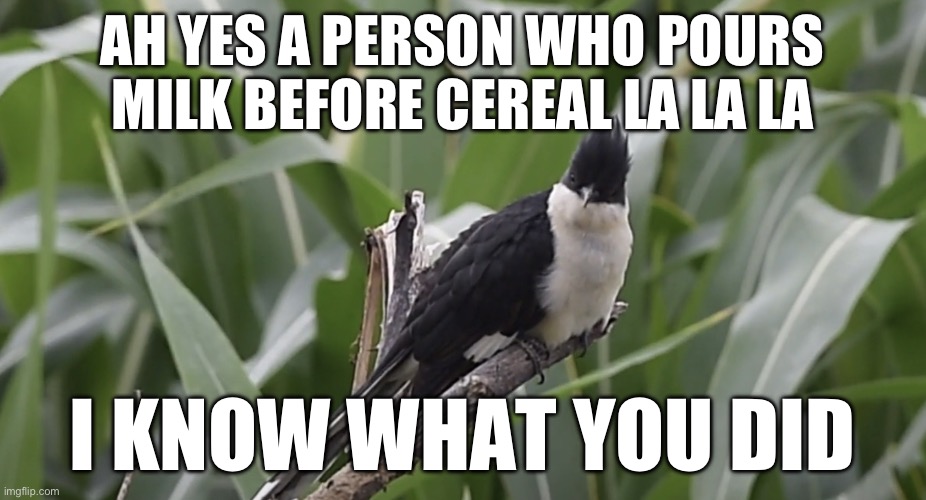 I got bored and my brain was scrambled like an egg, so here’s a random meme | AH YES A PERSON WHO POURS MILK BEFORE CEREAL LA LA LA; I KNOW WHAT YOU DID | image tagged in staring cuckoo,memes,funny,cuckoo,random,milk | made w/ Imgflip meme maker