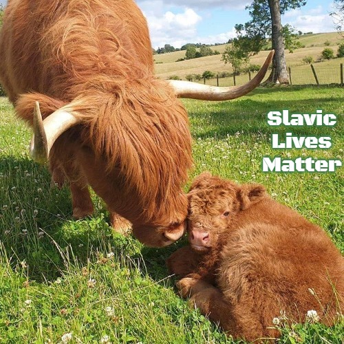 Highland cows | Slavic Lives Matter | image tagged in highland cows,slavic | made w/ Imgflip meme maker