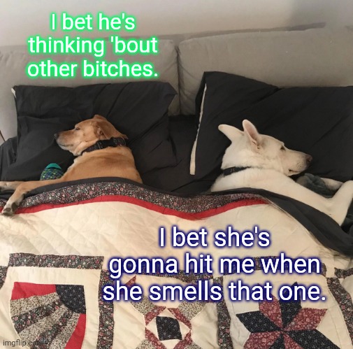 Gonna be in the doghouse | I bet he's thinking 'bout other bitches. I bet she's gonna hit me when she smells that one. | image tagged in dogs in bed | made w/ Imgflip meme maker