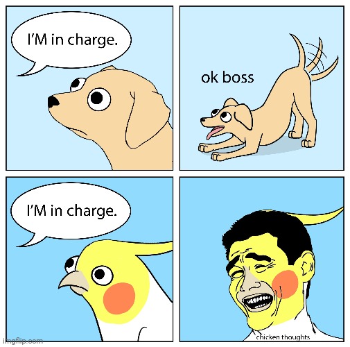 I'M in charge. | image tagged in i'm in charge,chicken thoughts,birds,bird,comics,comics/cartoons | made w/ Imgflip meme maker