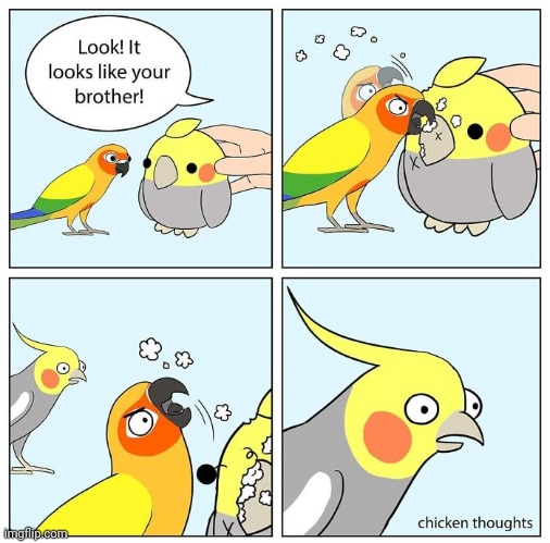 Pecking on your brother | image tagged in peck,pecking,brother,birds,comics,comics/cartoons | made w/ Imgflip meme maker