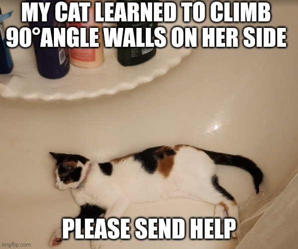 HELP!!!!! | MY CAT LEARNED TO CLIMB 90°ANGLE WALLS ON HER SIDE; PLEASE SEND HELP | image tagged in 90degreeangleclimbonside | made w/ Imgflip meme maker