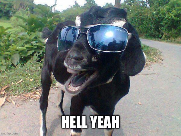 Hell Yeah Goat! | HELL YEAH | image tagged in hell yeah goat | made w/ Imgflip meme maker