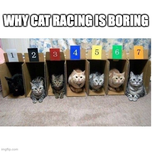 Cat Racing | WHY CAT RACING IS BORING | image tagged in memes,blank transparent square,cats,cat | made w/ Imgflip meme maker