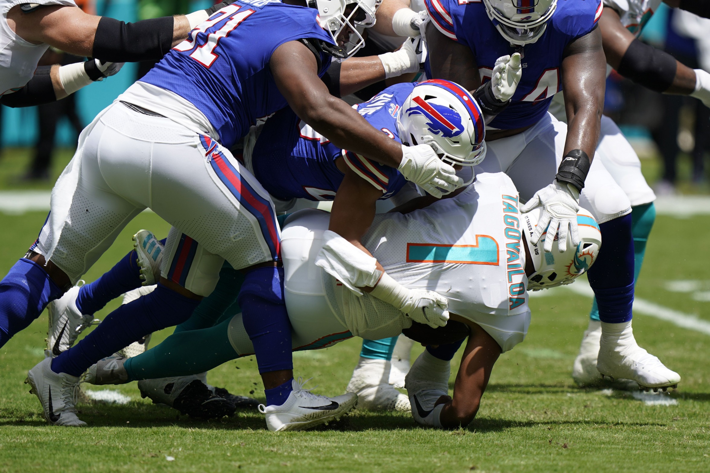 LOLphins Blank Meme Template