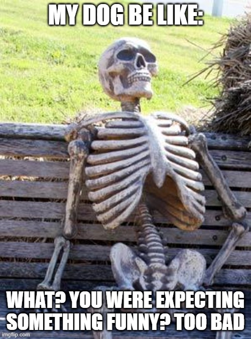 Waiting Skeleton Meme | MY DOG BE LIKE:; WHAT? YOU WERE EXPECTING SOMETHING FUNNY? TOO BAD | image tagged in memes,waiting skeleton | made w/ Imgflip meme maker