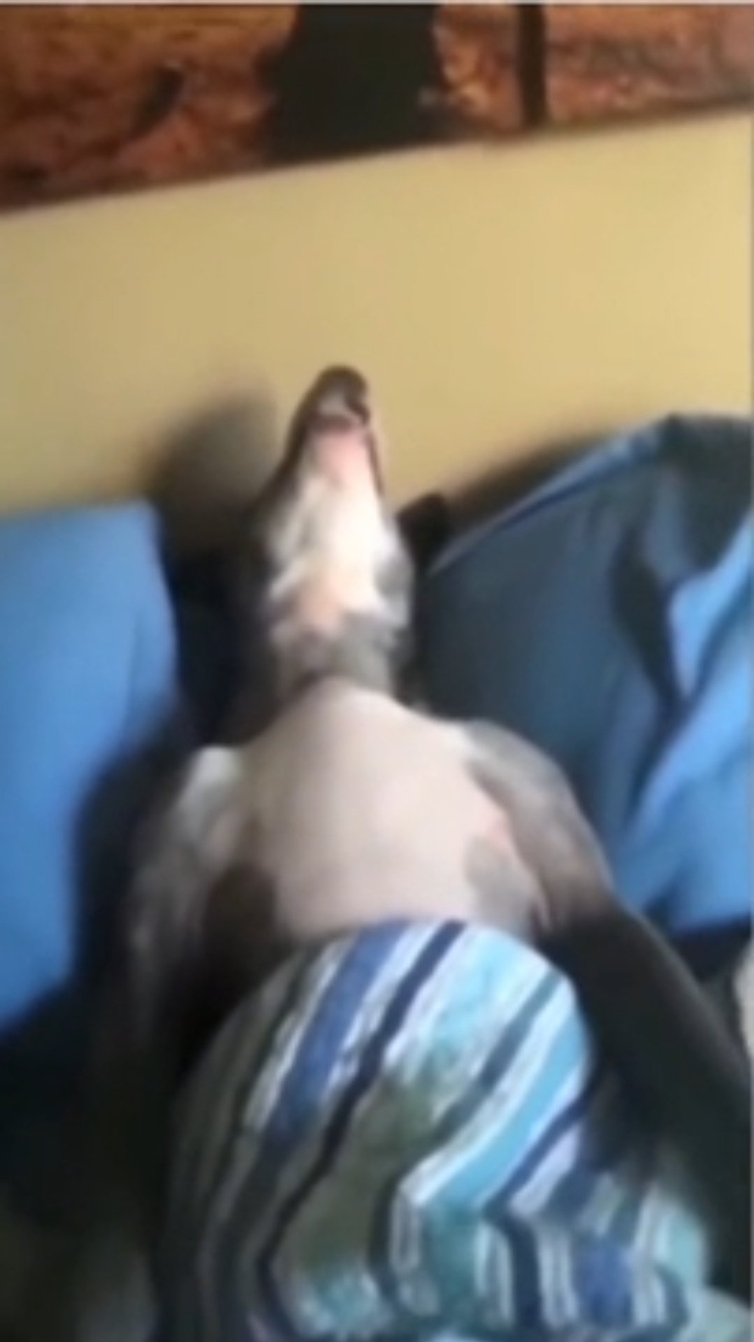 Snoring Dog Blank Meme Template