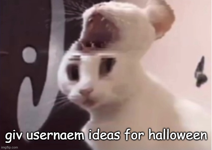 Shocked cat | giv usernaem ideas for halloween | image tagged in shocked cat | made w/ Imgflip meme maker