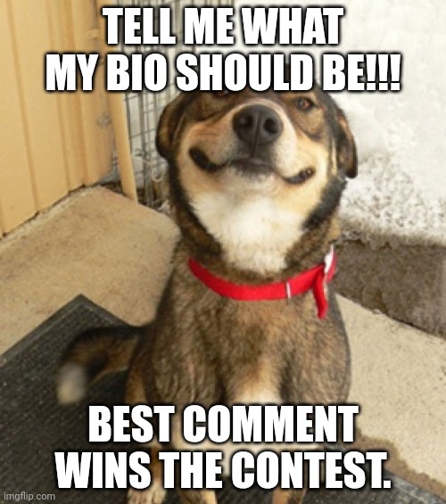 Based off meme | TELL ME WHAT MY BIO SHOULD BE!!! BEST COMMENT WINS THE CONTEST. | image tagged in smily dog,funny | made w/ Imgflip meme maker