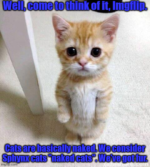 Cute Cat | Well, come to think of it, Imgflip. Cats are basically naked. We consider Sphynx cats "naked cats". We've got fur. | image tagged in memes,cute cat | made w/ Imgflip meme maker