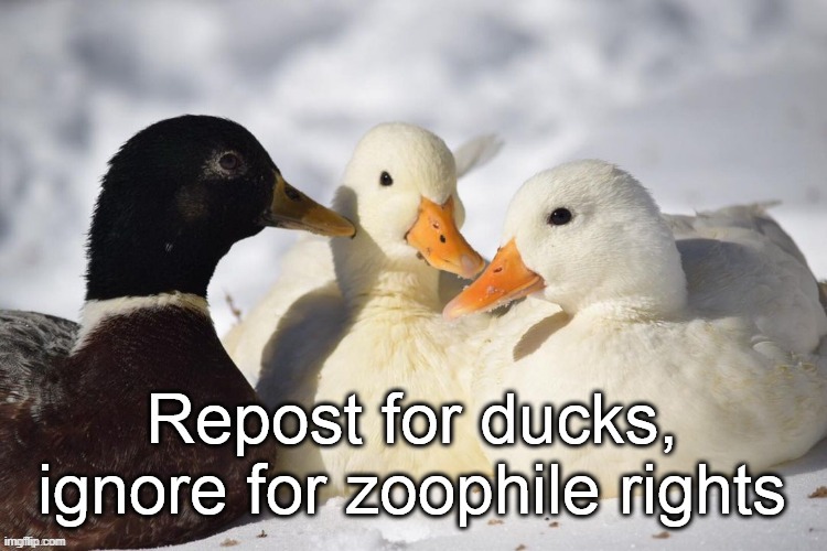 . | image tagged in furry,anti-zoophile,repost,ducks | made w/ Imgflip meme maker