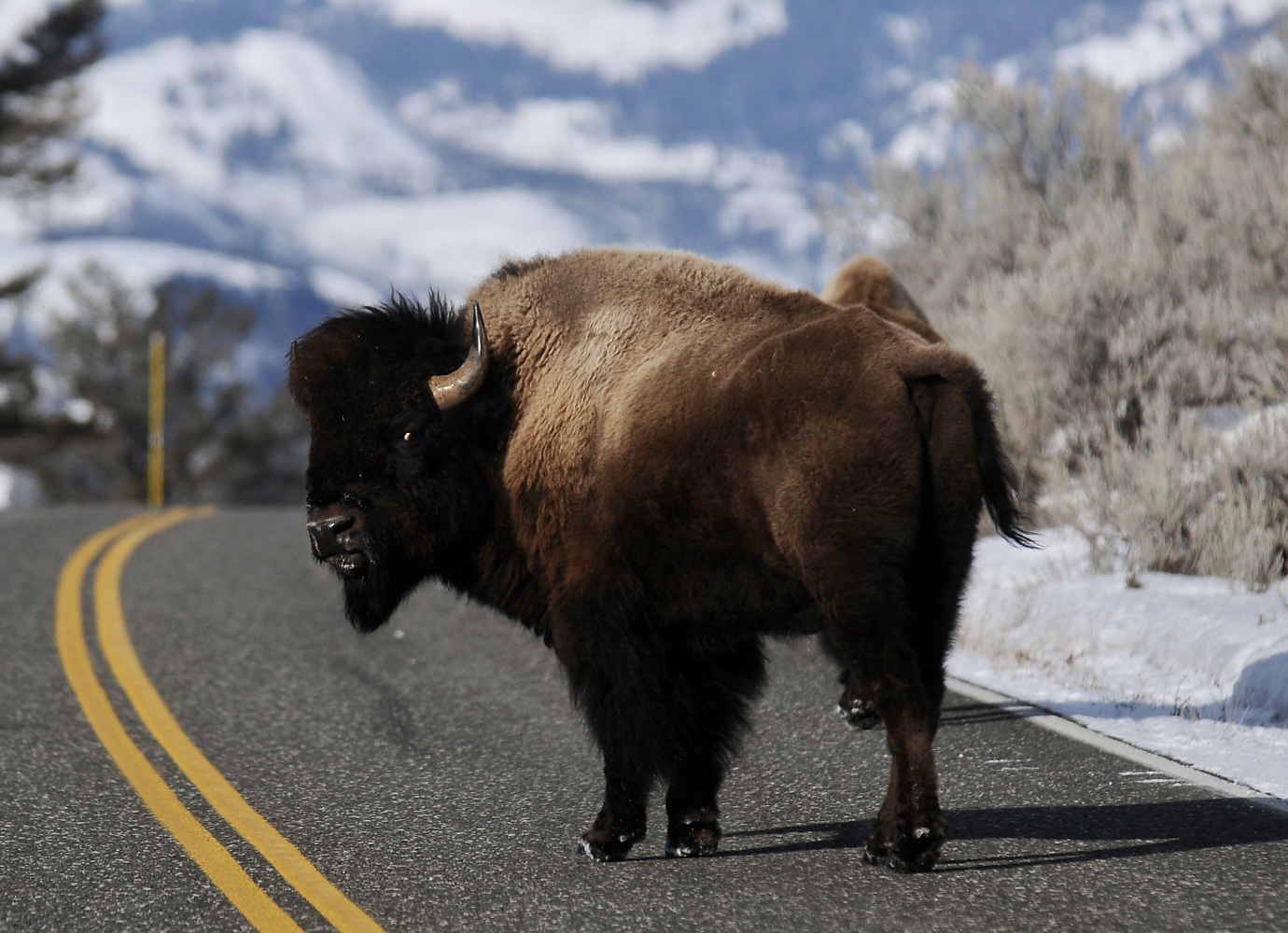 High Quality Yellowstone Buffalo Blank Meme Template