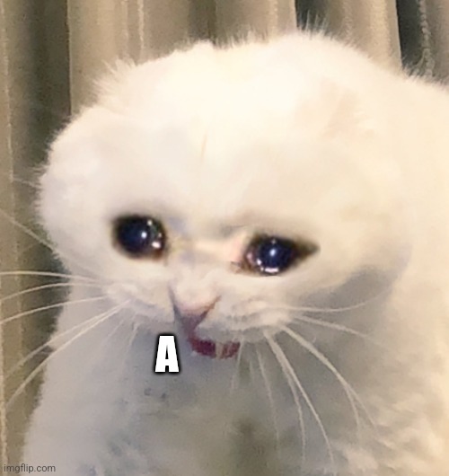 screaming crying cat | A | image tagged in screaming crying cat | made w/ Imgflip meme maker