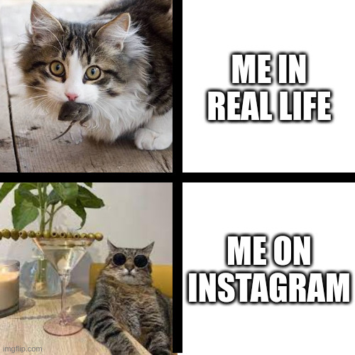 Me in real life vs Me on Instagram | ME IN REAL LIFE; ME ON INSTAGRAM | image tagged in stepan cat,real life,instagram | made w/ Imgflip meme maker