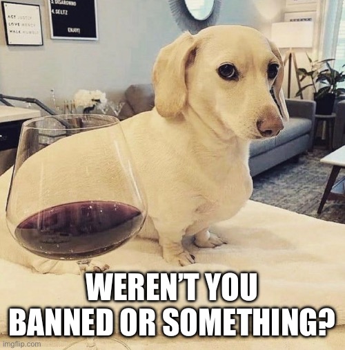 Homophobic Dog | WEREN’T YOU BANNED OR SOMETHING? | image tagged in homophobic dog | made w/ Imgflip meme maker