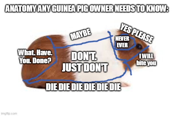 G-pig diagram | ANATOMY ANY GUINEA PIG OWNER NEEDS TO KNOW:; YES PLEASE; MAYBE; NEVER EVER; What. Have. You. Done? DON'T.  JUST DON'T; I WILL bite you; DIE DIE DIE DIE DIE DIE | image tagged in guinea pig | made w/ Imgflip meme maker