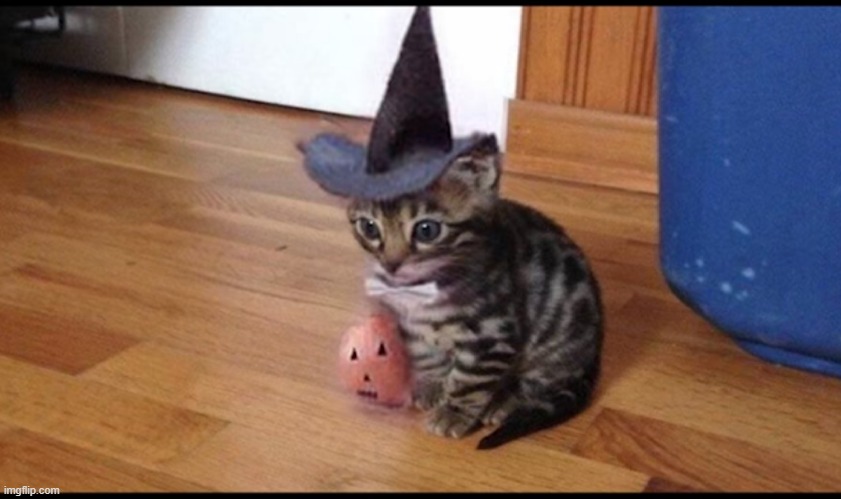 Halloween cat | image tagged in halloween cat | made w/ Imgflip meme maker
