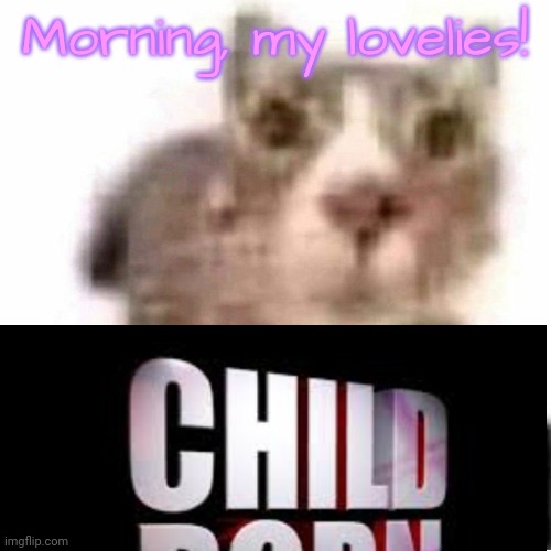 miau | Morning, my lovelies! | image tagged in miau,lovelies | made w/ Imgflip meme maker
