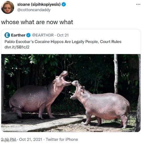 cocaine hippo vs cocaine bear | made w/ Imgflip meme maker