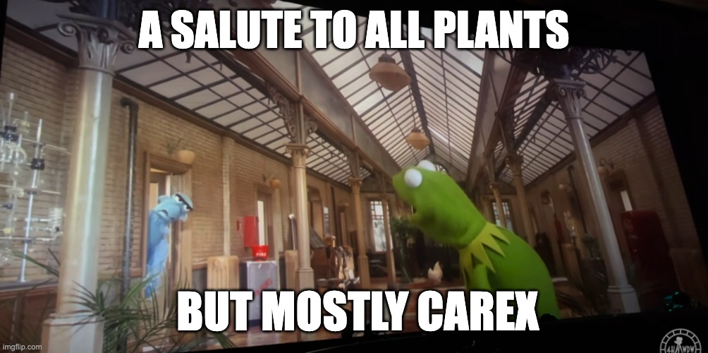 A Salute To All Nations | A SALUTE TO ALL PLANTS; BUT MOSTLY CAREX | image tagged in muppets,sam eagle,kermit the frog,patriotism | made w/ Imgflip meme maker