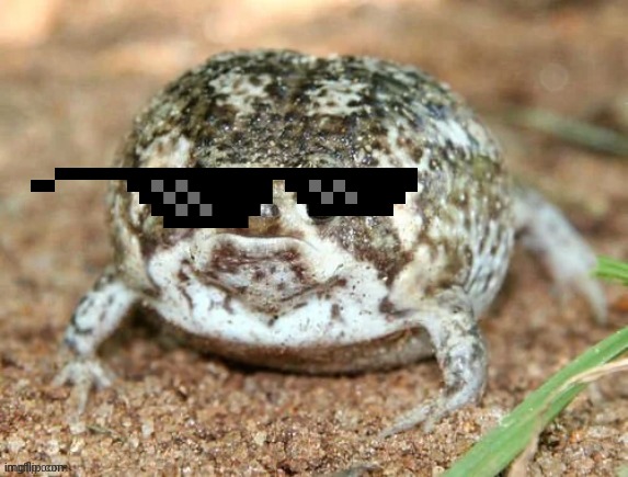 Froggo with sunglasses | image tagged in froggo,dragonz | made w/ Imgflip meme maker