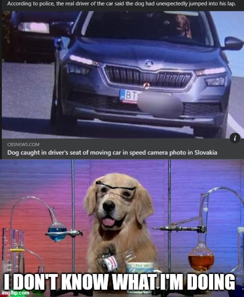 I hope agent k9 does not bust me | I DON'T KNOW WHAT I'M DOING | image tagged in i don't know what i'm doing,dog | made w/ Imgflip meme maker