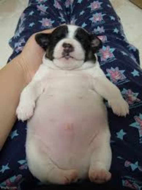 Fat fucking dog | image tagged in funny,dog,dogs,obesity,obese,fat | made w/ Imgflip meme maker
