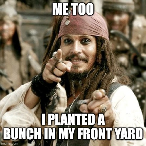 POINT JACK | ME TOO I PLANTED A BUNCH IN MY FRONT YARD | image tagged in point jack | made w/ Imgflip meme maker