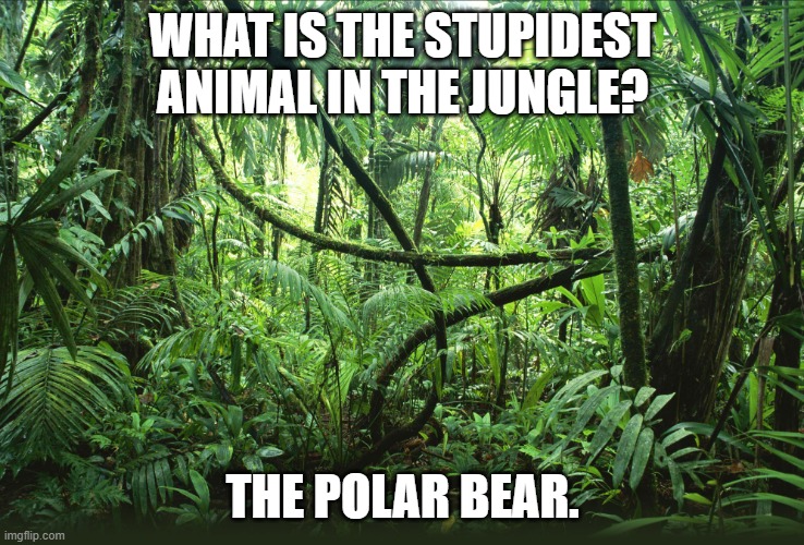 Daily Bad Dad Joke October 2, 2023 | WHAT IS THE STUPIDEST ANIMAL IN THE JUNGLE? THE POLAR BEAR. | image tagged in jungle | made w/ Imgflip meme maker