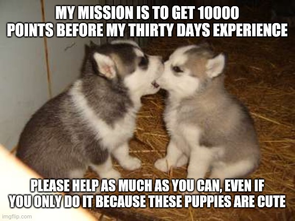 Cute Puppies Meme | MY MISSION IS TO GET 10000 POINTS BEFORE MY THIRTY DAYS EXPERIENCE; PLEASE HELP AS MUCH AS YOU CAN, EVEN IF YOU ONLY DO IT BECAUSE THESE PUPPIES ARE CUTE | image tagged in memes,cute puppies | made w/ Imgflip meme maker