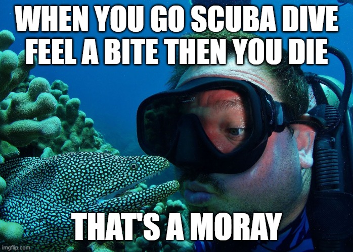 Princess Cutabitch Presents | WHEN YOU GO SCUBA DIVE FEEL A BITE THEN YOU DIE; THAT'S A MORAY | image tagged in that's a moray | made w/ Imgflip meme maker