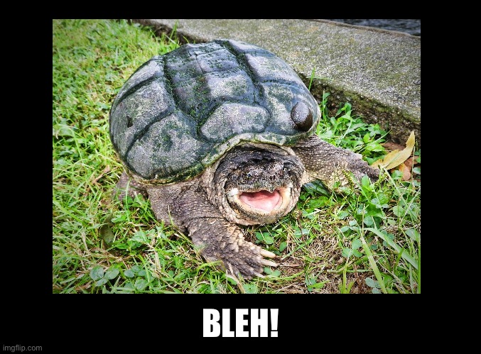 Bleh! ( Snapping Turtle ) | BLEH! | image tagged in blank black,i like turtles,turtles,bleh,funny animals,funny animal meme | made w/ Imgflip meme maker