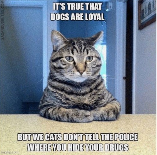 the cat does have a point lol | image tagged in funny,meme,cat,versus,dog,detecting drugs | made w/ Imgflip meme maker